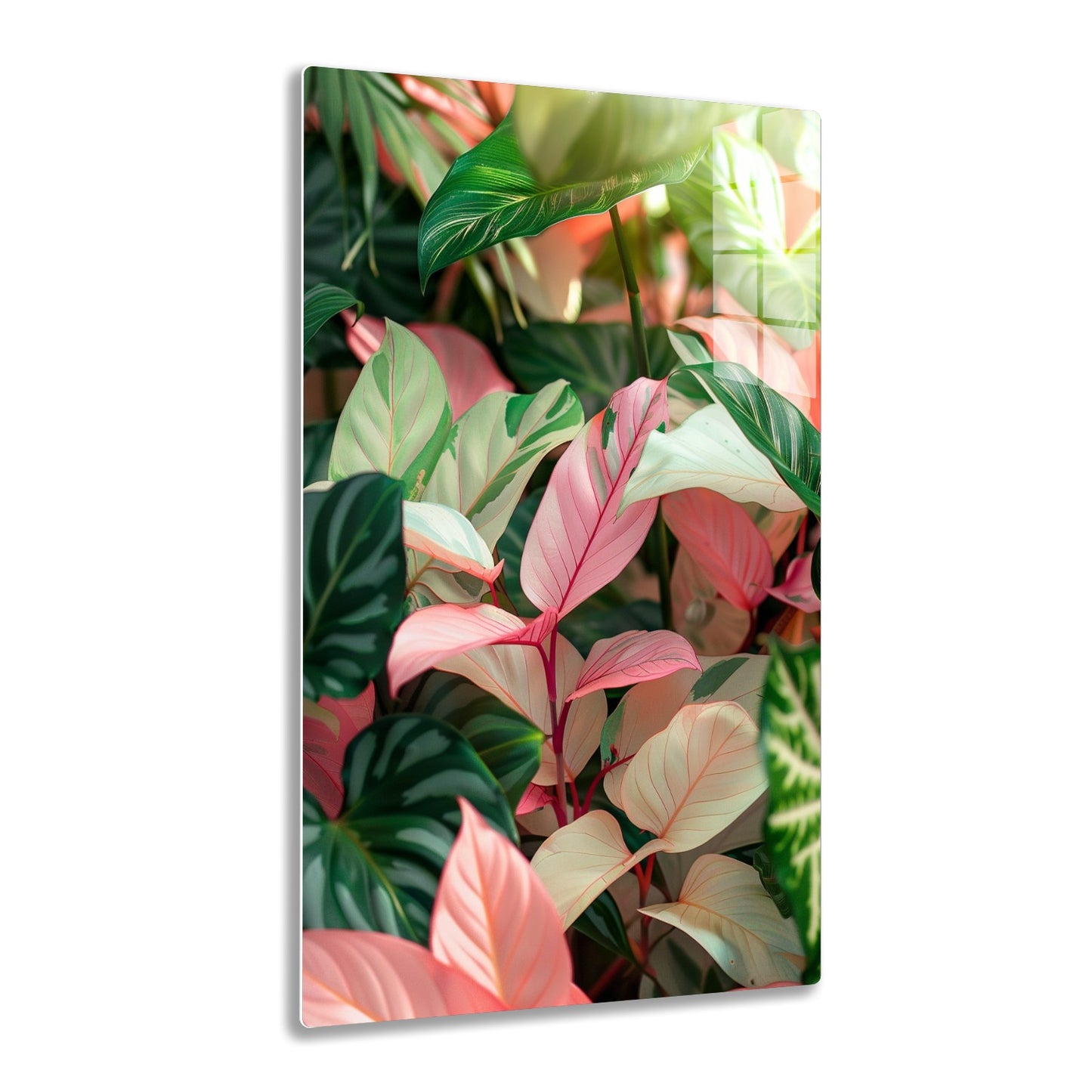 Lush tropical foliage with large pink, cream and green leaves with striking linear patterns, creating a vibrant botanical display.
