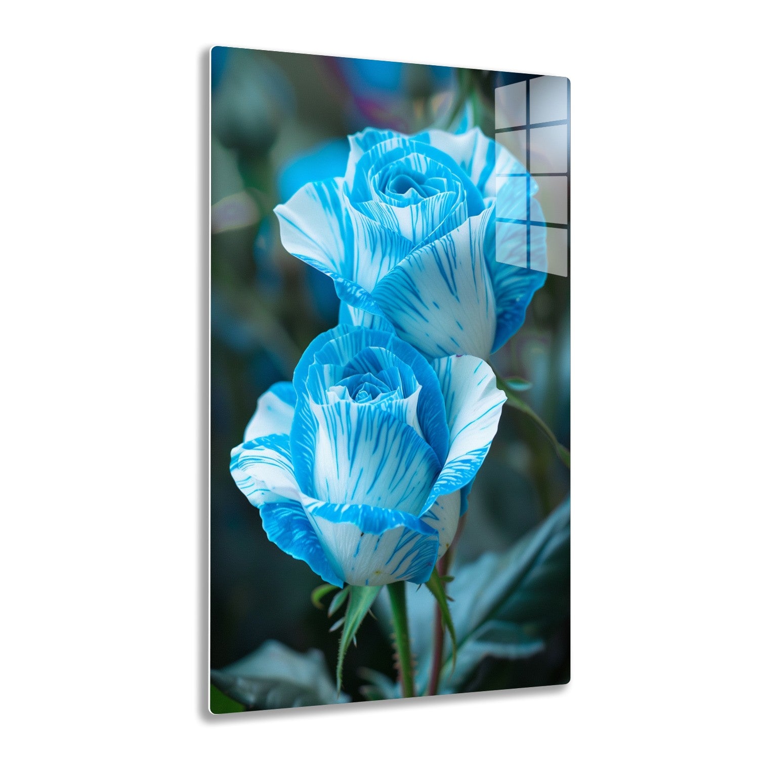 A close-up view of two vibrant blue and white striped poppy flowers with ruffled petals against a blurred green background.
